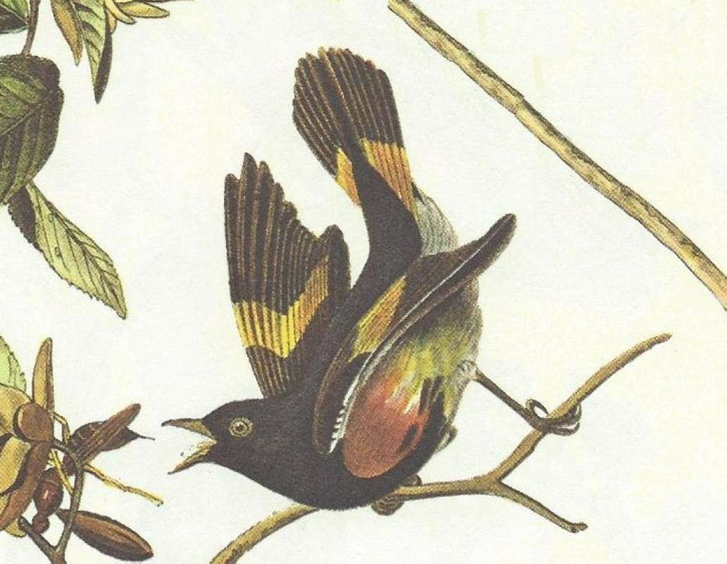 Male - Closeup<br>(Origin of the Specimen: Audubon Painting)