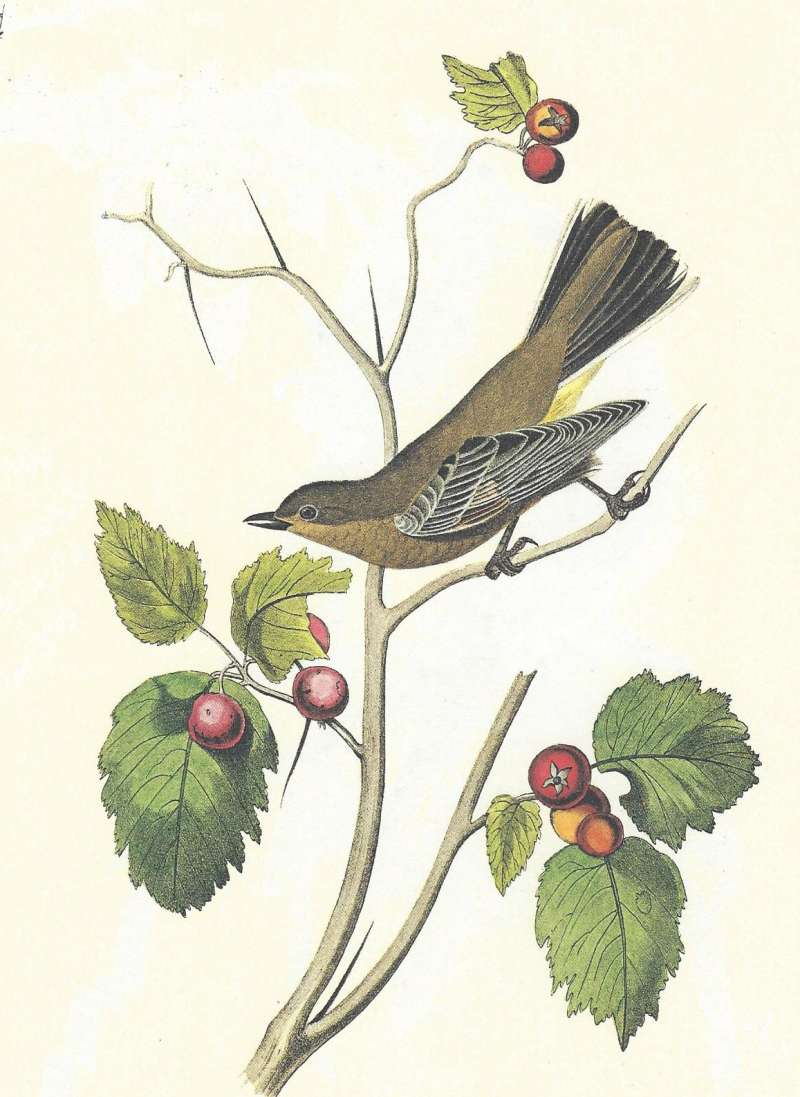 Female Perched<br>(Origin of the Specimen: Audubon Painting)