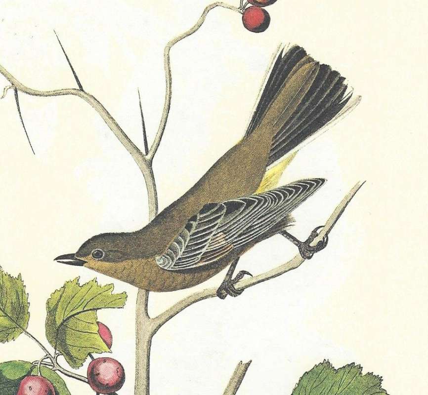 Female - Perched - Clsoe View<br>(Origin of the Specimen: Audubon Painting)