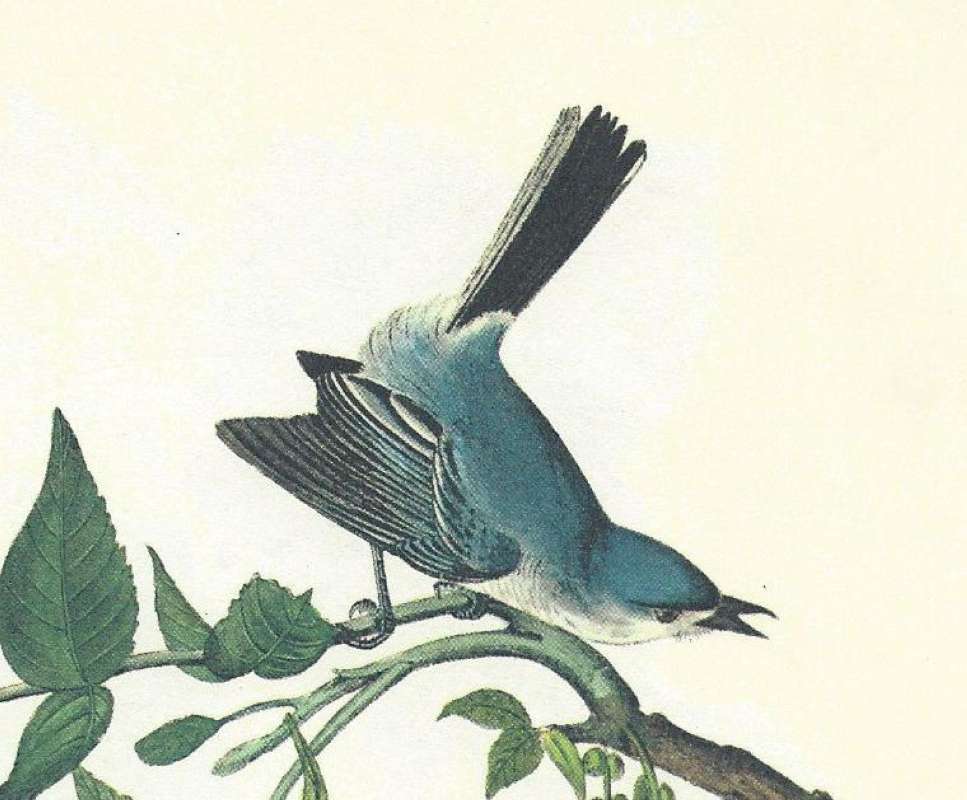 Male<br>(Origin of the Specimen: Audubon Painting)
