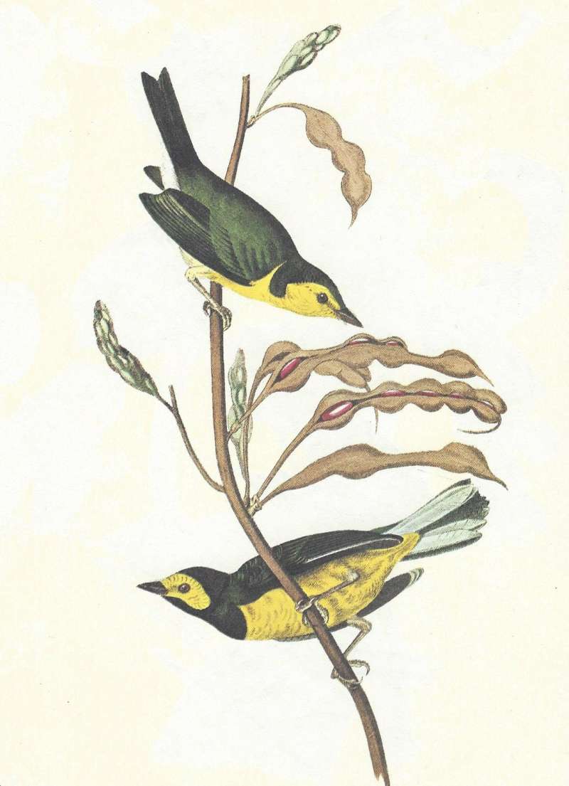 Male Below- Female Above<br>(Origin of the Specimen: Audubon - Painting)