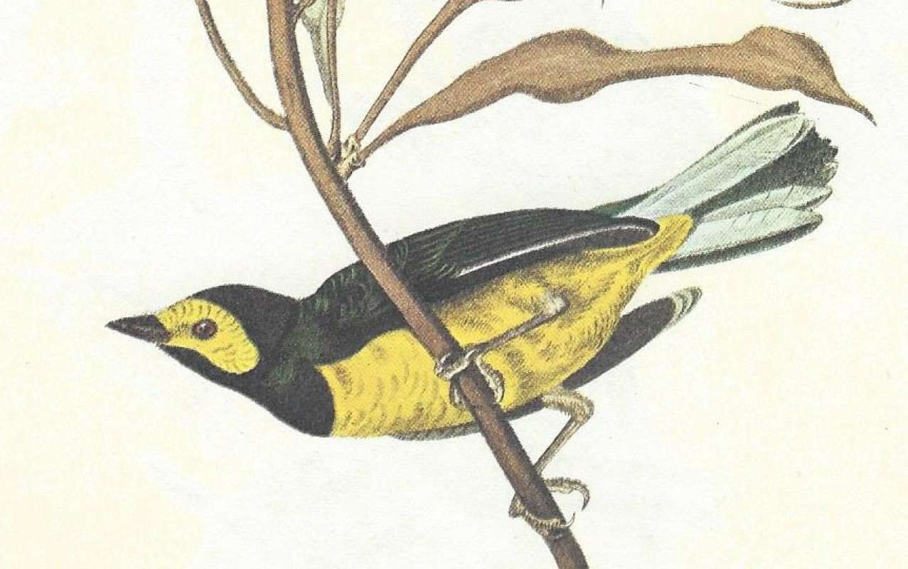 Male<br>(Origin of the Specimen: Audubon - Painting)