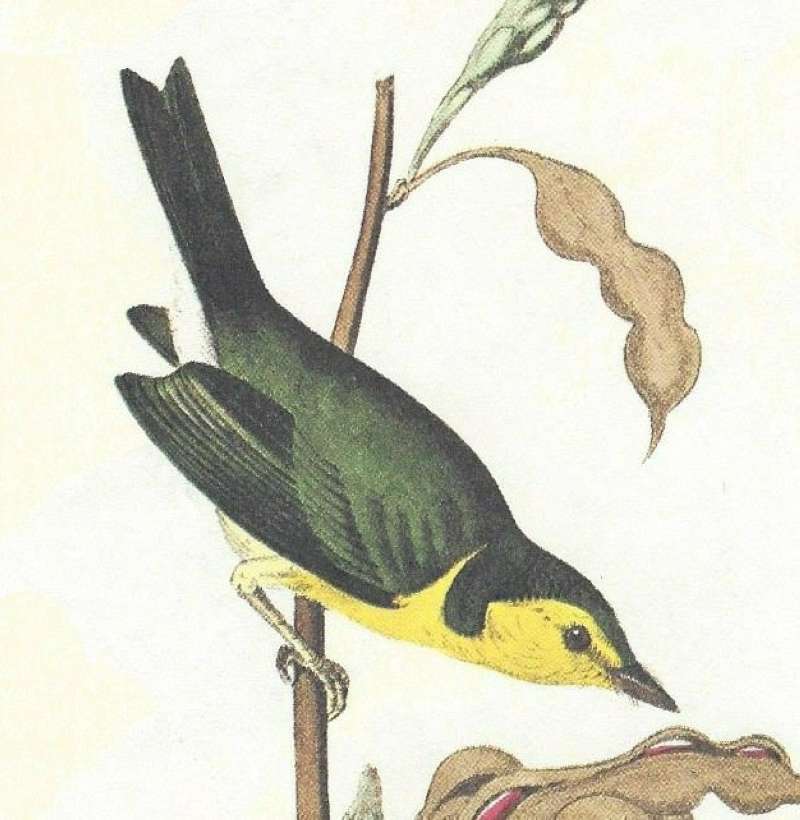 Female<br>(Origin of the Specimen: Audubon - Painting)