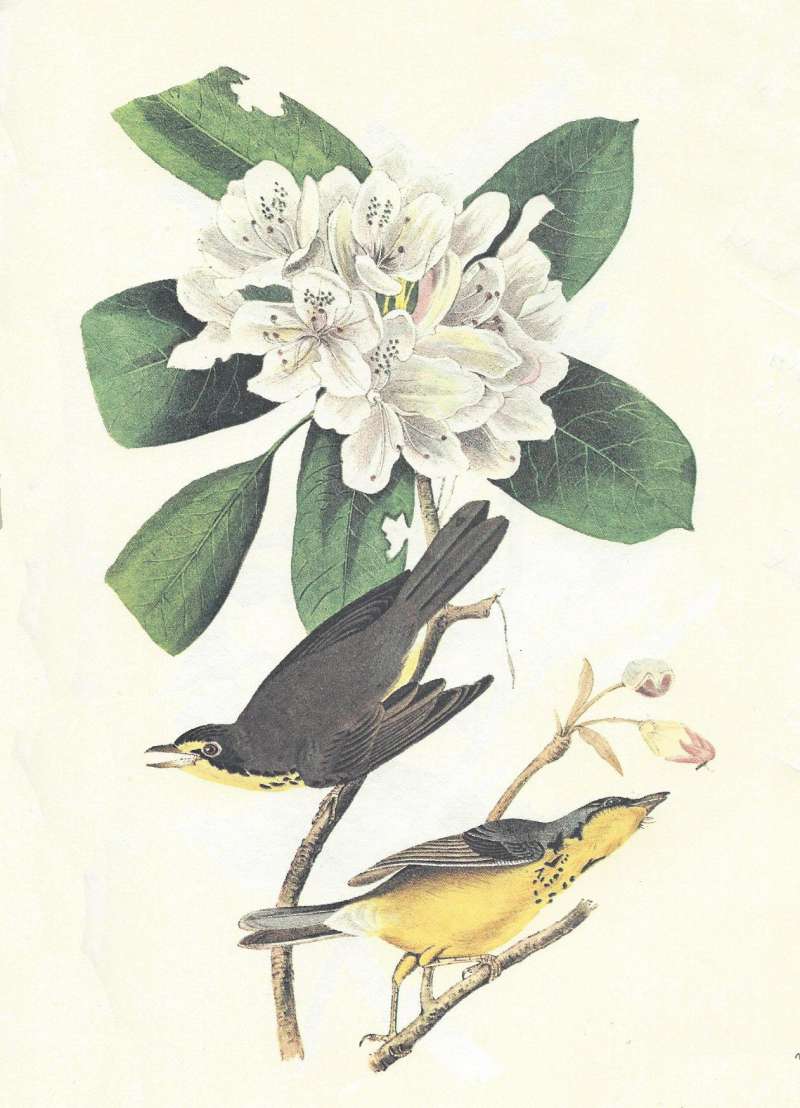 Male Above, Female Below<br>(Origin of the Specimen: Audubon - Painting)