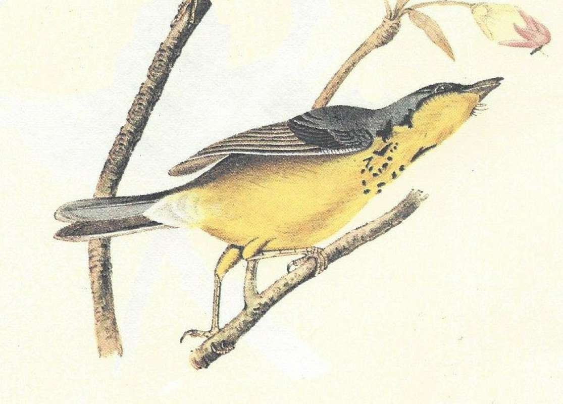 Female<br>(Origin of the Specimen: Audubon - Painting)