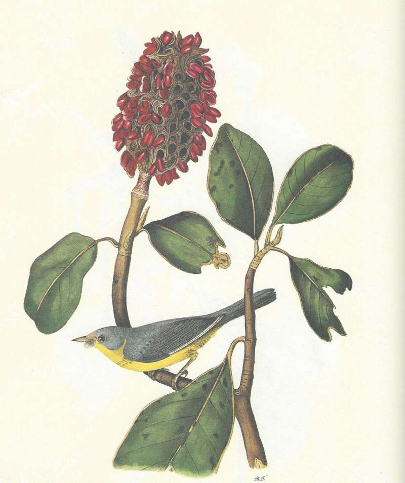 Side View Male on Magnolia<br>(Origin of the Specimen: Audubon - Painting)