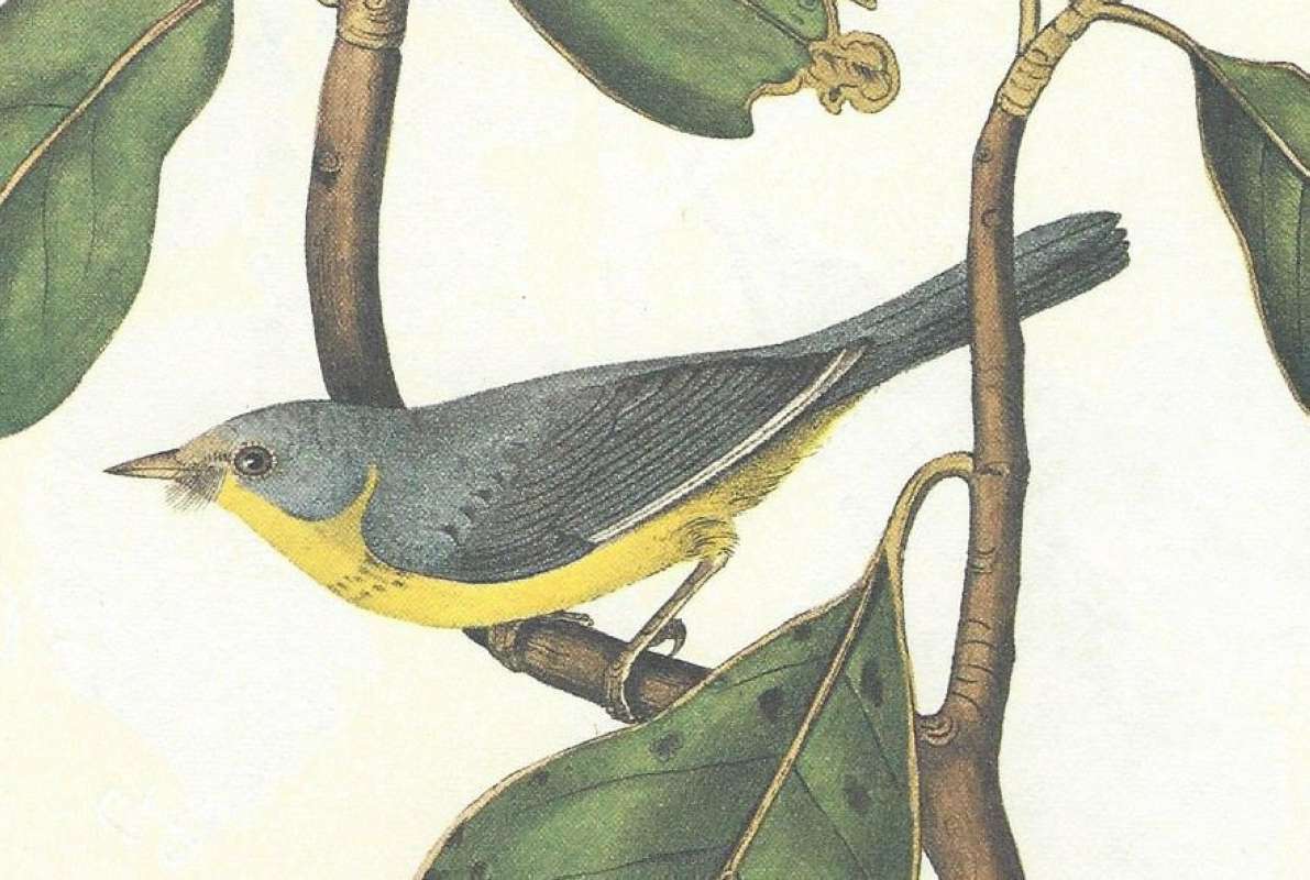 Close View - Male Side View<br>(Origin of the Specimen: Audubon - Painting)