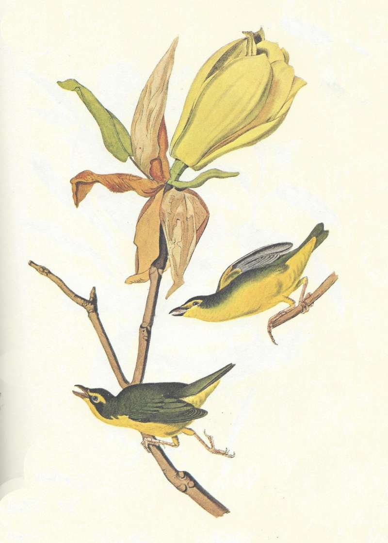 Pair - Perched<br>(Origin of the Specimen: Audubon - Painting)