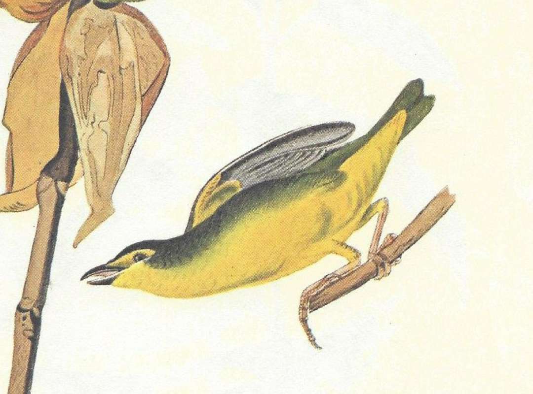 Female<br>(Origin of the Specimen: Audubon - Painting)
