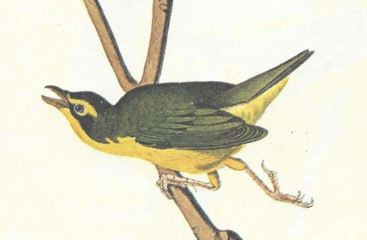 Male<br>(Origin of the Specimen: Audubon - Painting)