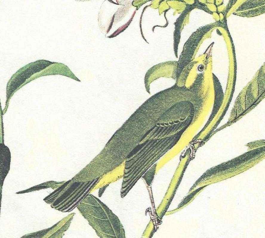 Pair - Perched<br>(Origin of the Specimen: Audubon - Painting)<br>(Origin of the Specimen: Audubon - Painting)<br>(Origin of the Specimen: Audubon - Painting)