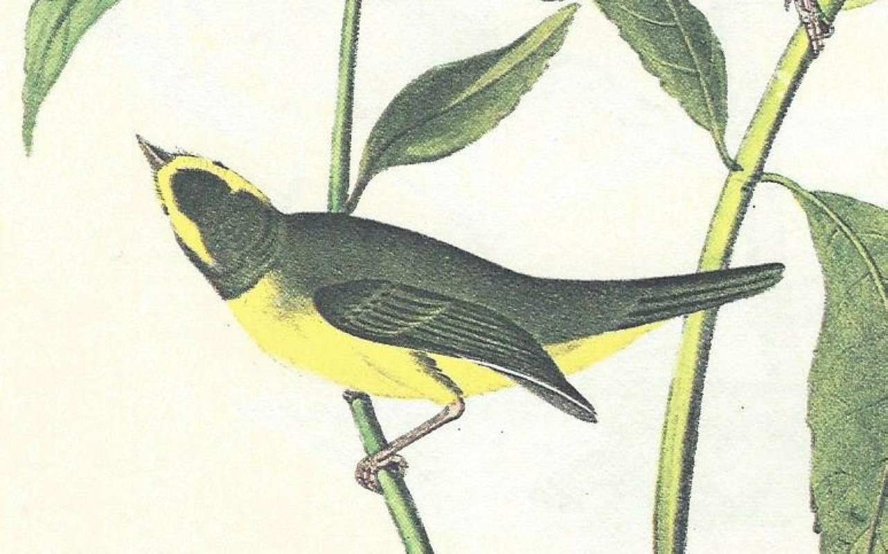 Pair - Perched<br>(Origin of the Specimen: Audubon - Painting)<br>(Origin of the Specimen: Audubon - Painting)