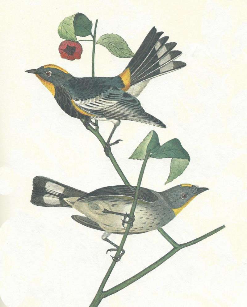 Male Above, Female below<br>(Origin of the Specimen: Audubon Painting)