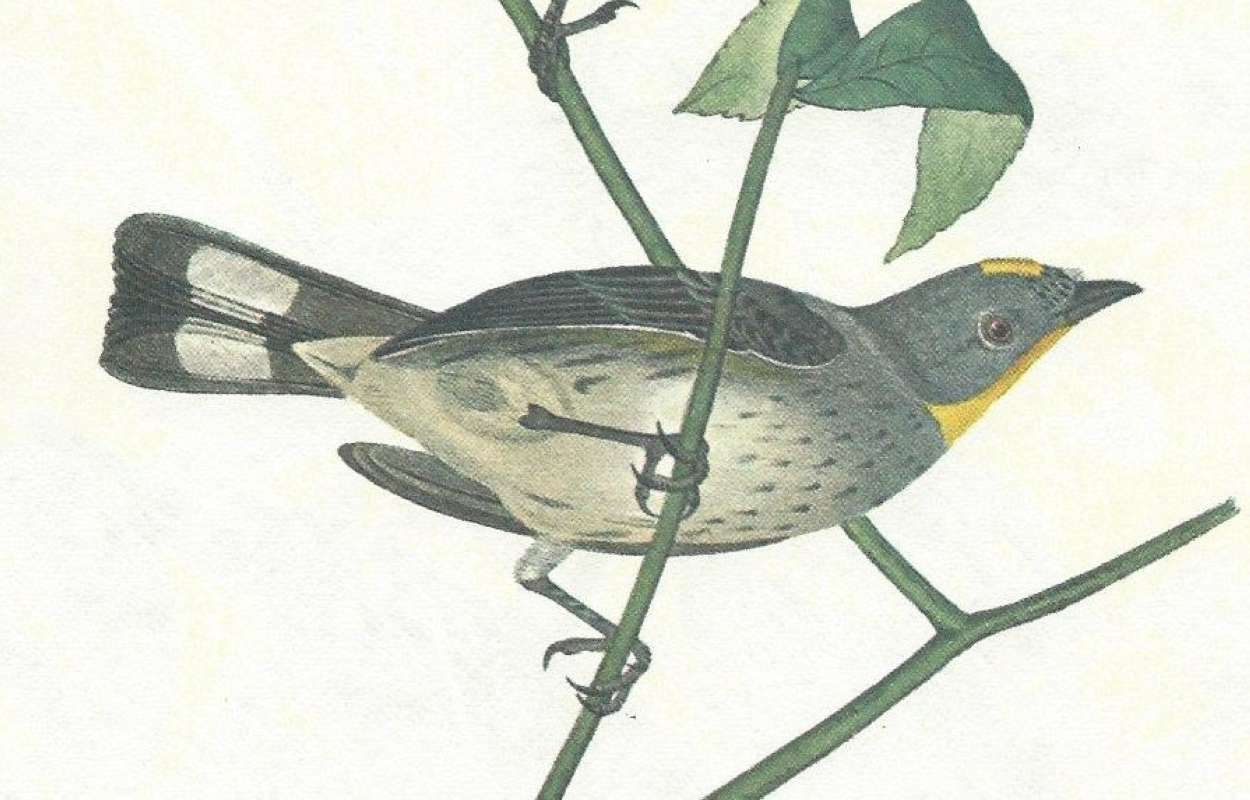 Female - Close View<br>(Origin of the Specimen: Audubon Painting)