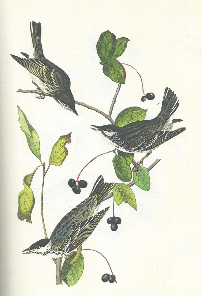 Female Top, two Males Below<br>(Origin of the Specimen: Audubon Painting)