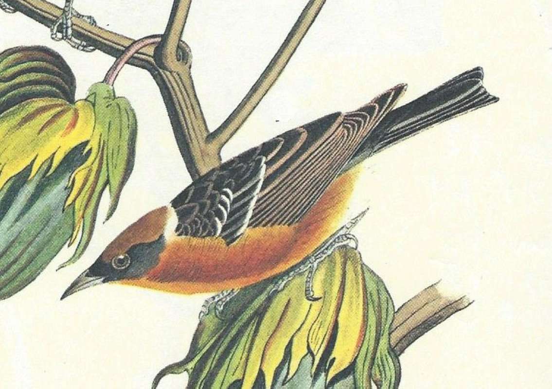 Female -Clsoe View<br>(Origin of the Specimen: Audubon Painting)