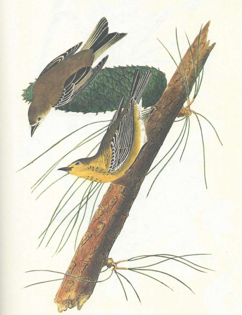 Pair - Yellow Pine<br>(Origin of the Specimen: Audubon Painting)