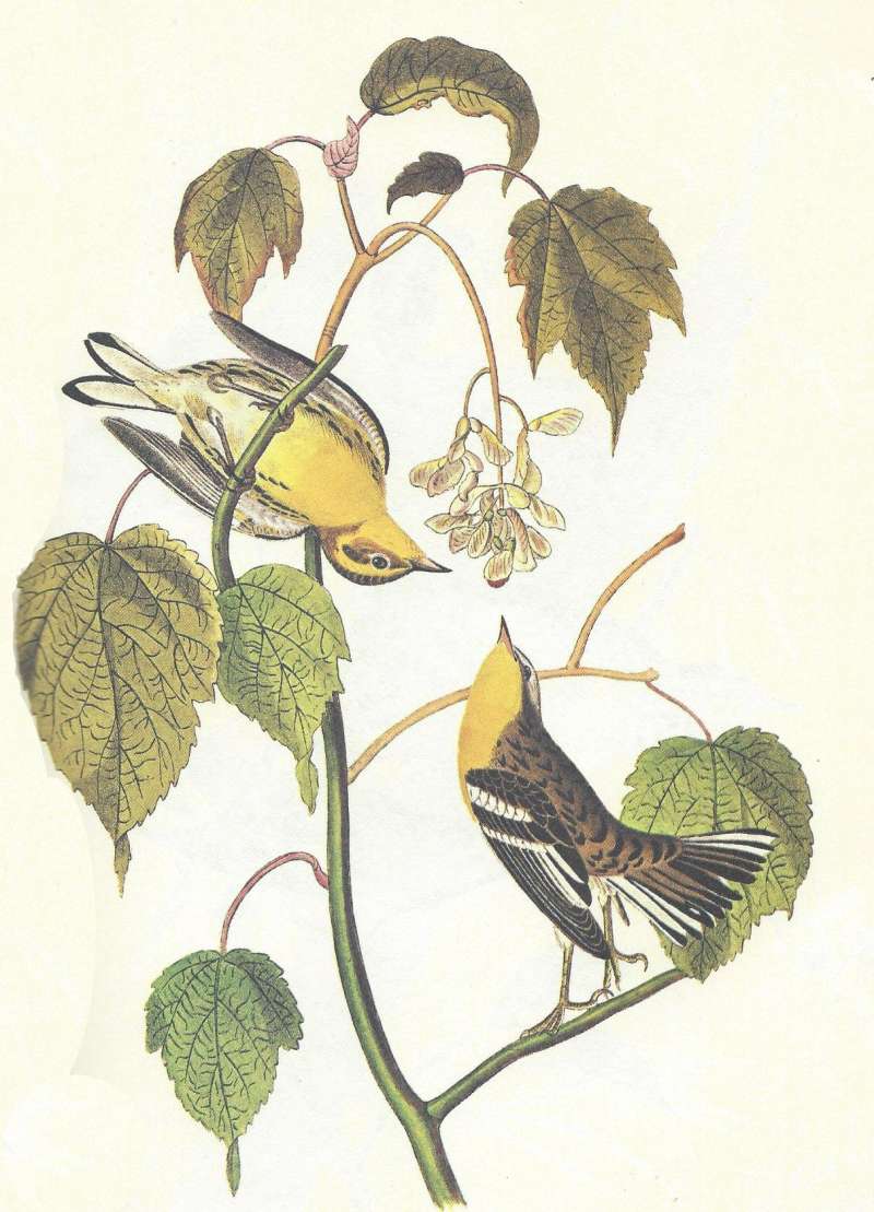 Pair - Male on Lefty<br>(Origin of the Specimen: Audubon Painting)