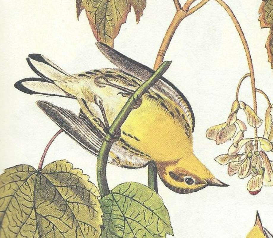 Female<br>(Origin of the Specimen: Audubon Painting)