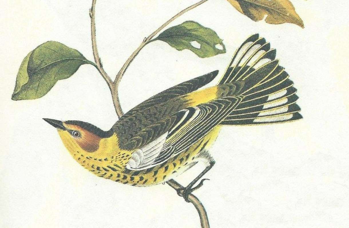 Male<br>(Origin of the Specimen: Audubon Painting)