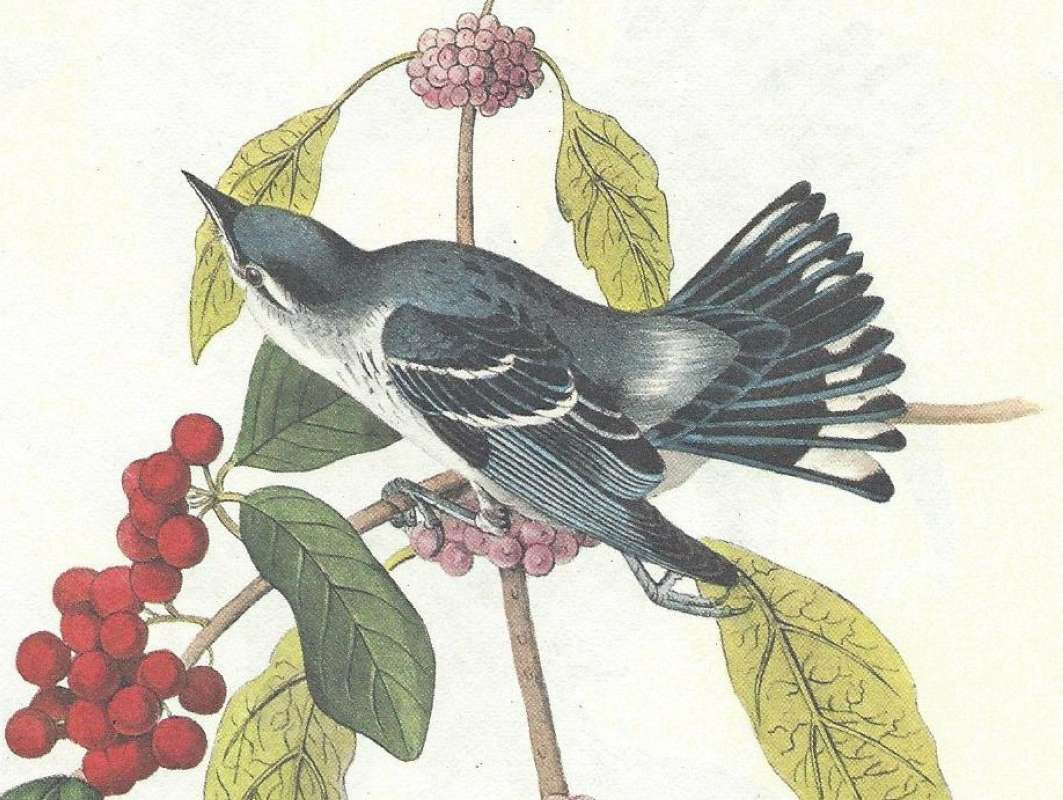 Old Male<br>(Origin of the Specimen: Audubon Painting)