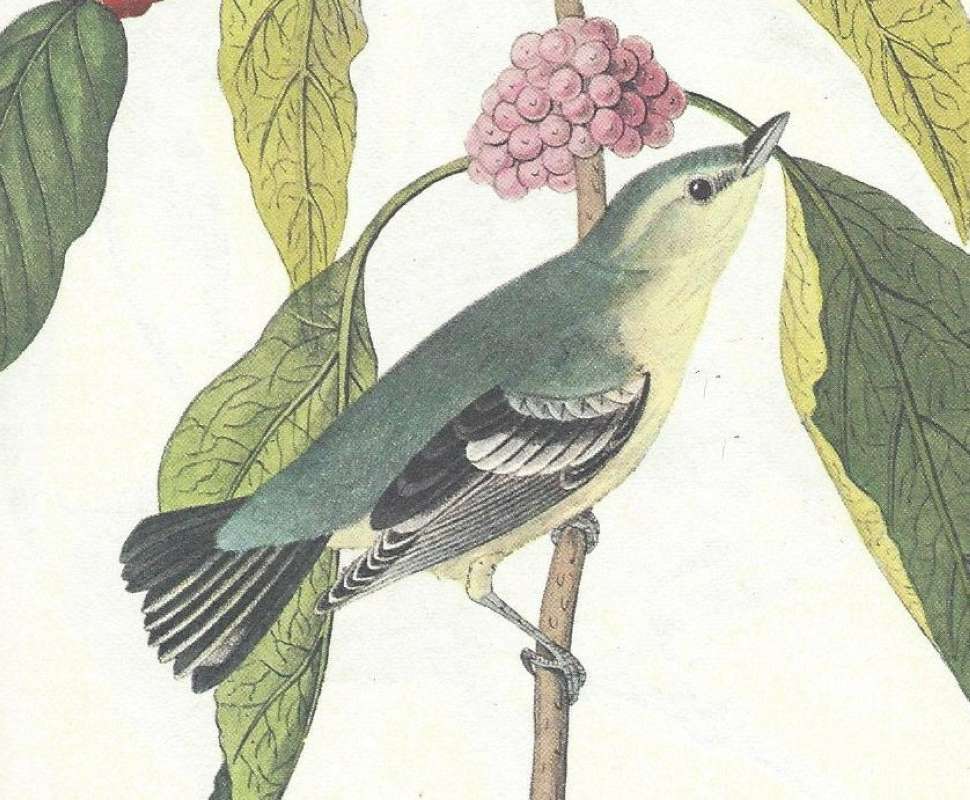 Young Male<br>(Origin of the Specimen: Audubon Painting)