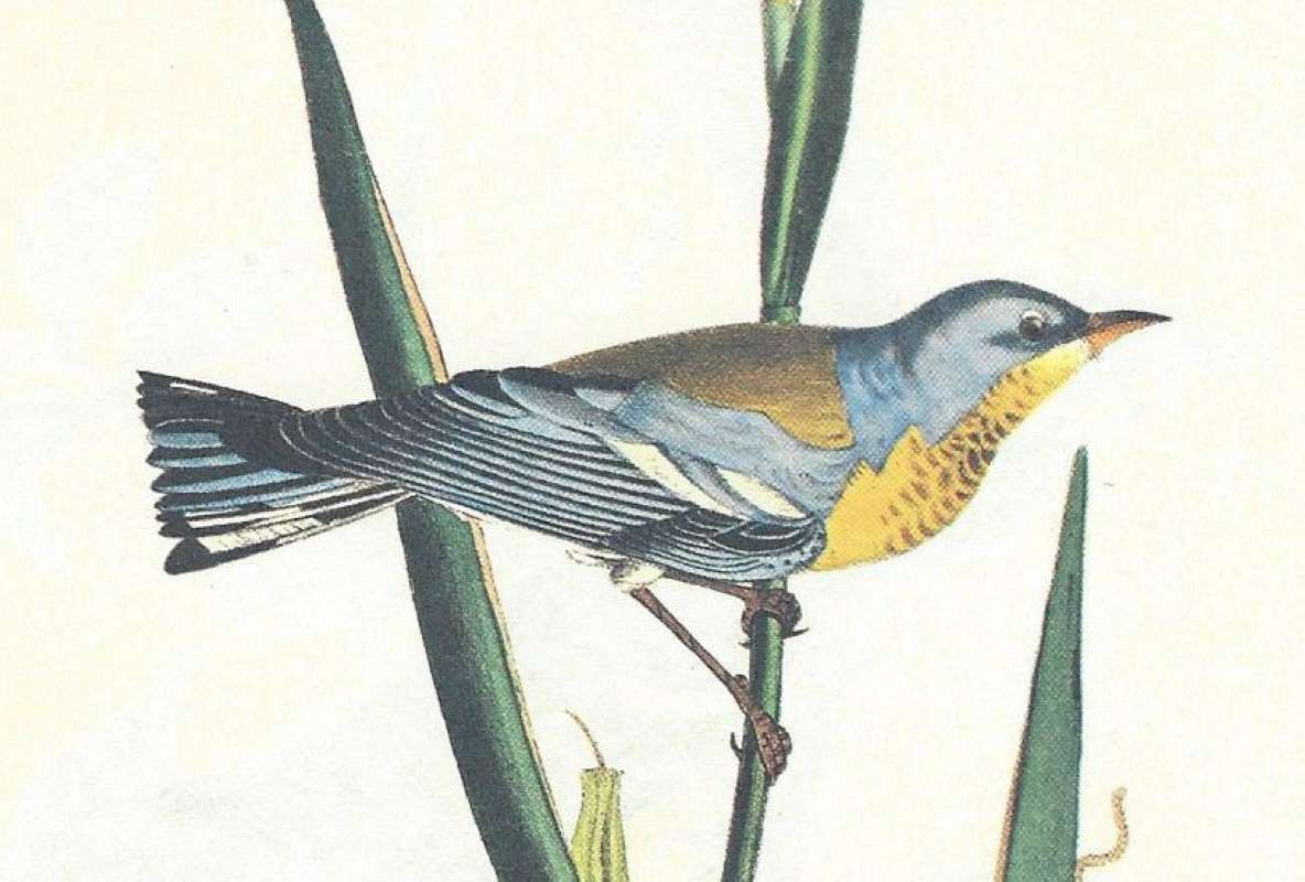 Male<br>(Origin of the Specimen: Audubon Painting)