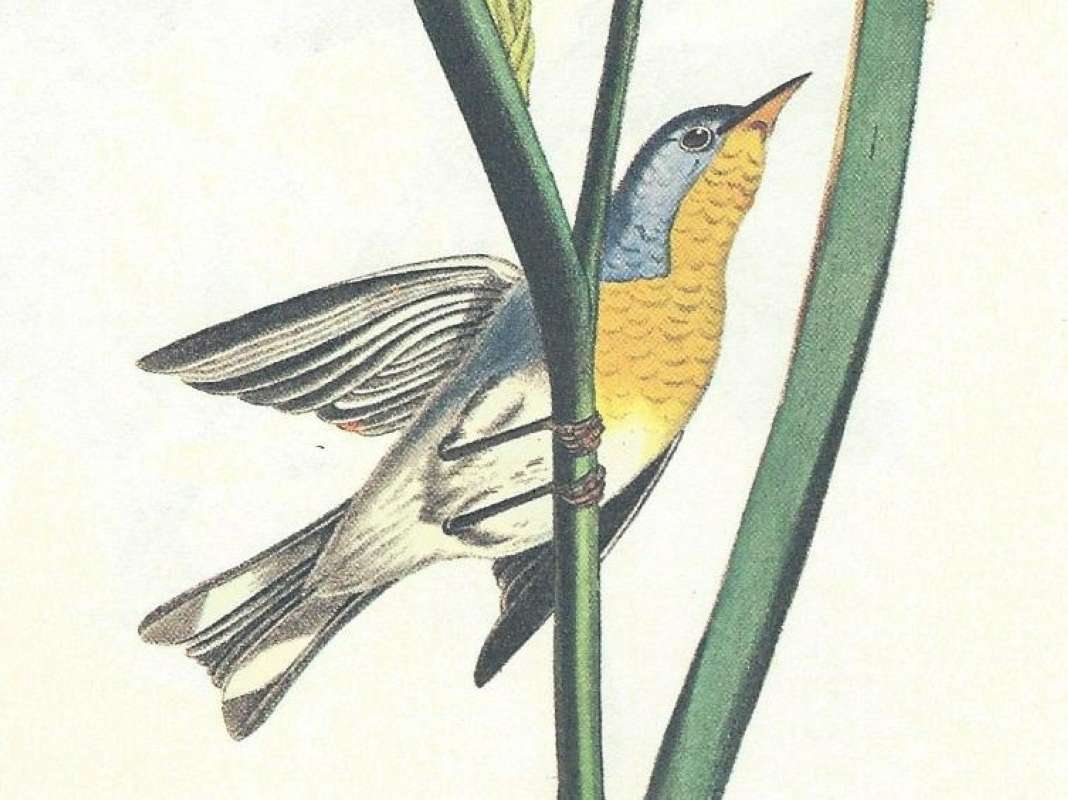 Female<br>(Origin of the Specimen: Audubon Painting)