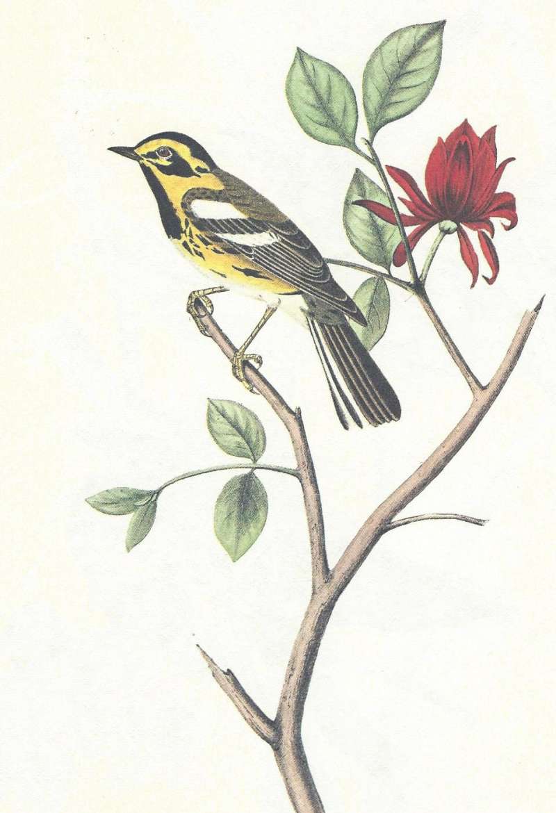 Male on Branch<br>(Origin of the Specimen: Audubon Painting)