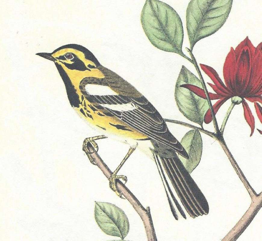 Male - Close View<br>(Origin of the Specimen: Audubon Painting)