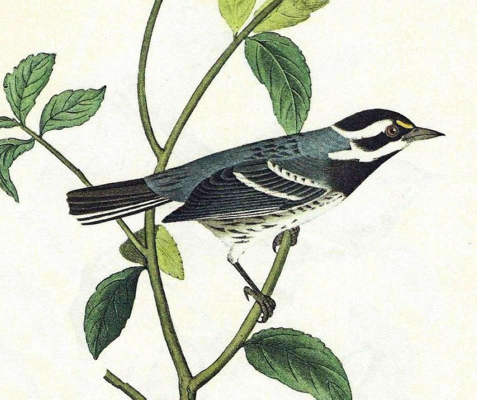 Male -  Side View<br>(Origin of the Specimen: Audubon Painting)