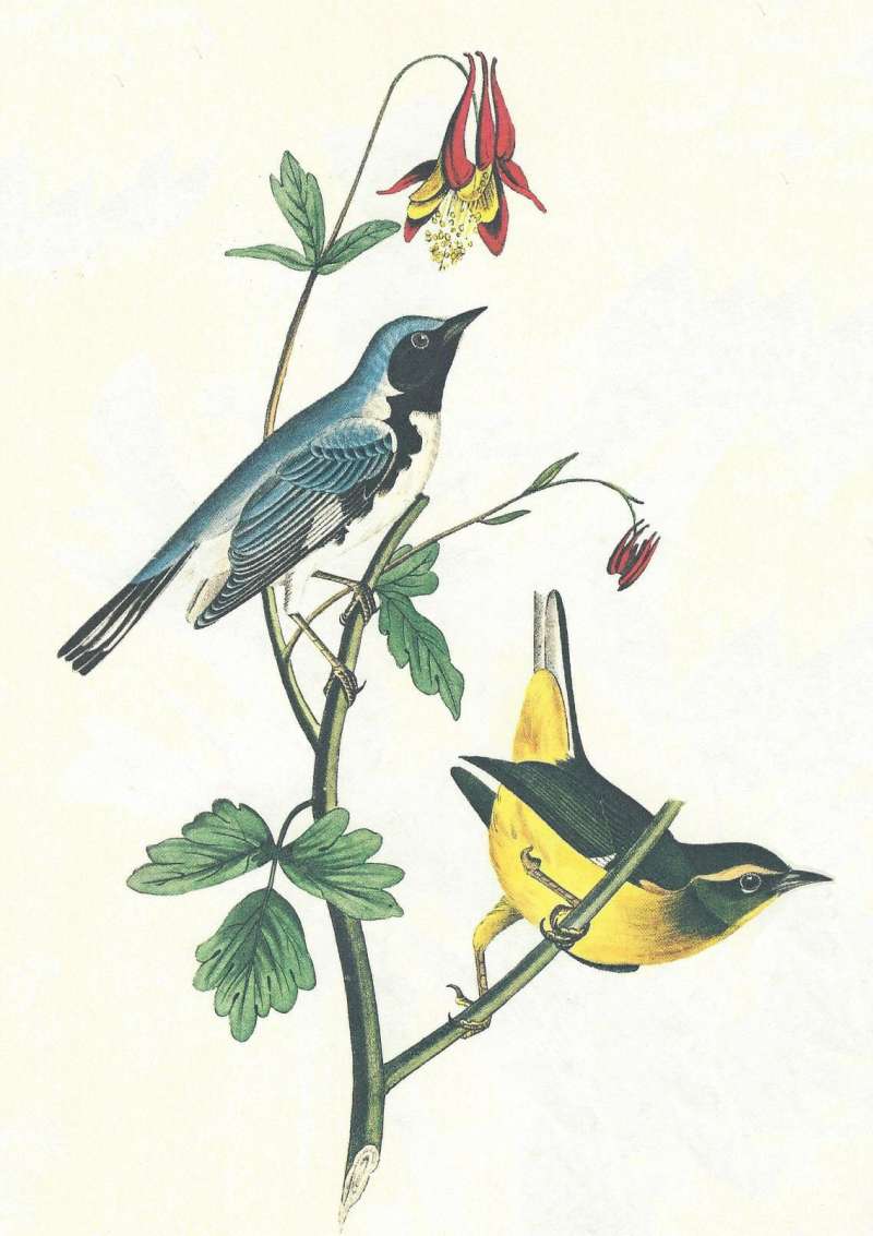 Pair - Male Above<br>(Origin of the Specimen: Audubon Painting)
