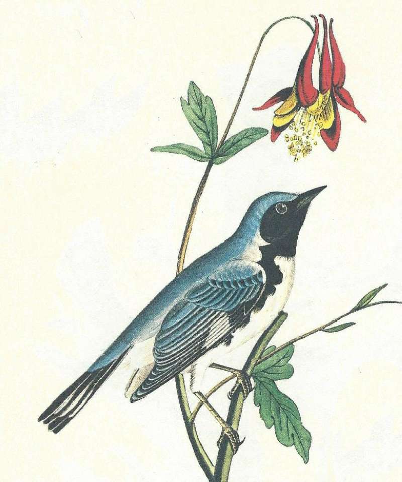 Male<br>(Origin of the Specimen: Audubon Painting)