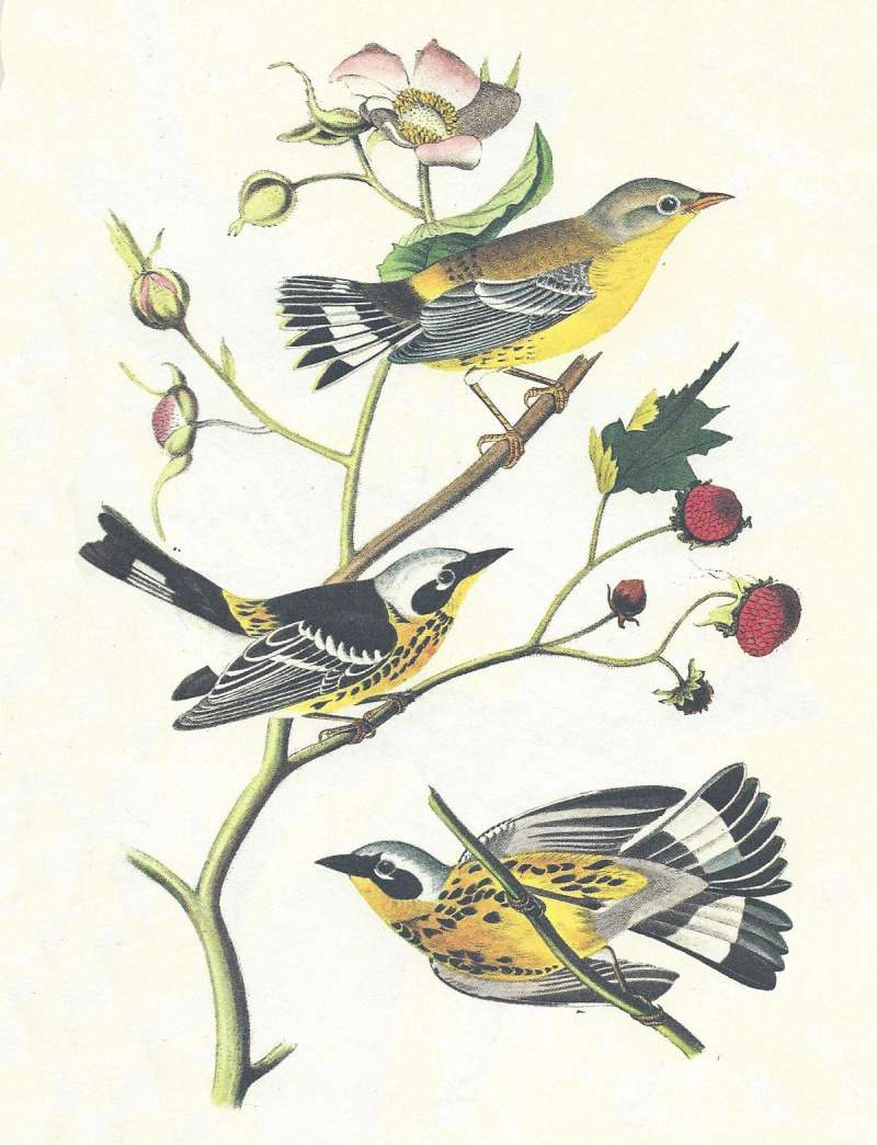 Three Examples<br>(Origin of the Specimen: Audubon Painting)