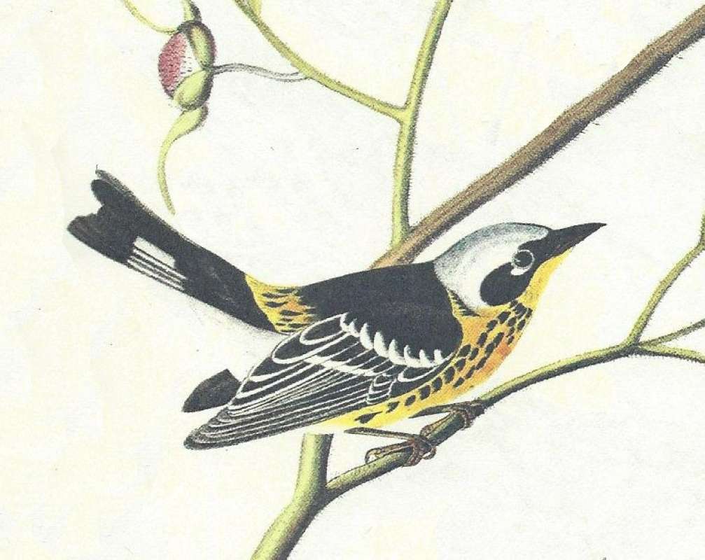 Male Only<br>(Origin of the Specimen: Audubon Painting)