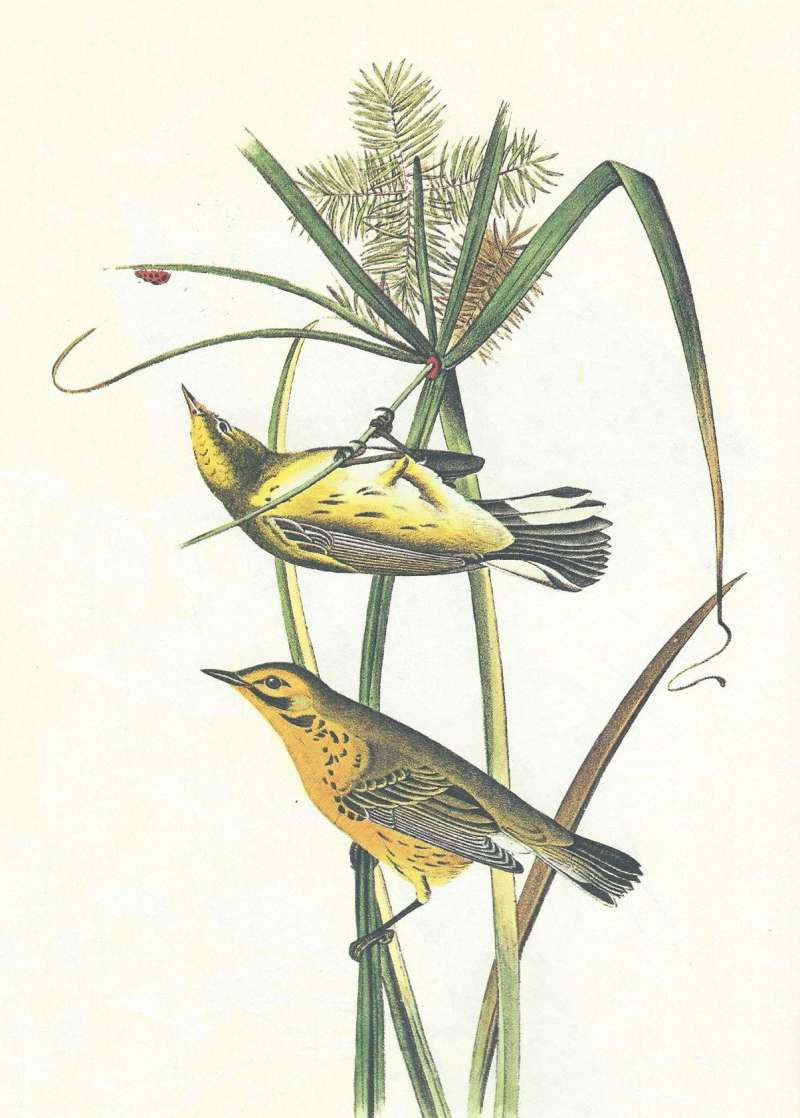Pair on Buffalo Grass<br>(Origin of the Specimen: Audubon Painting)