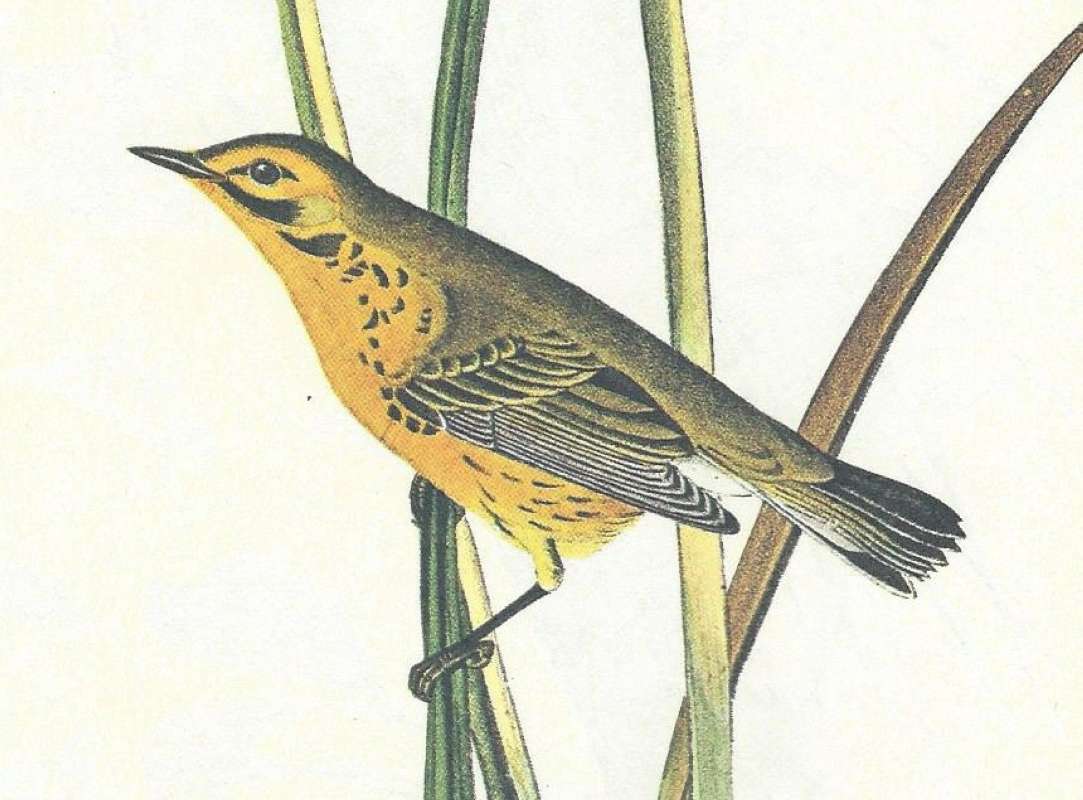 Male - Close View<br>(Origin of the Specimen: Audubon Painting)