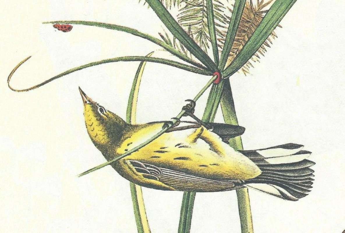 Female - Clsoe View<br>(Origin of the Specimen: Audubon Painting)