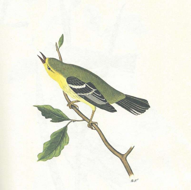 Male - Perched<br>(Origin of the Specimen: Audubon Painting)