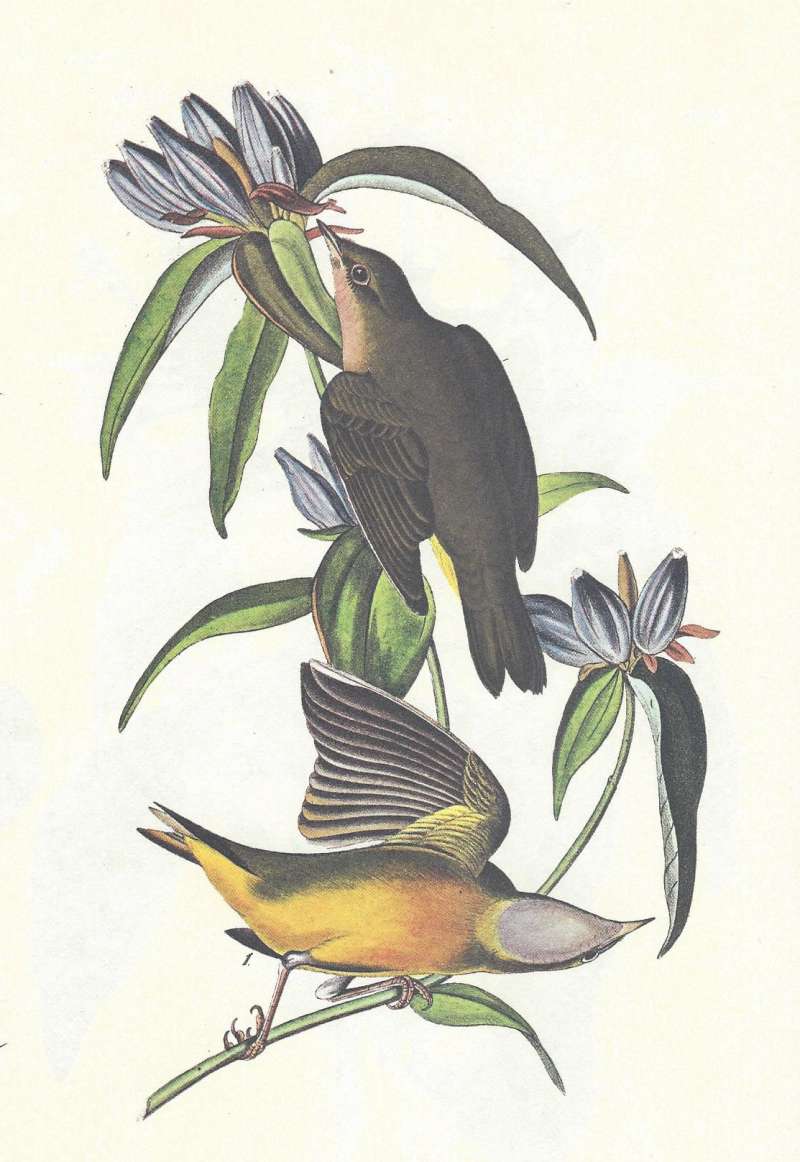 Pair - Male Below<br>(Origin of the Specimen: Audubon Painting)