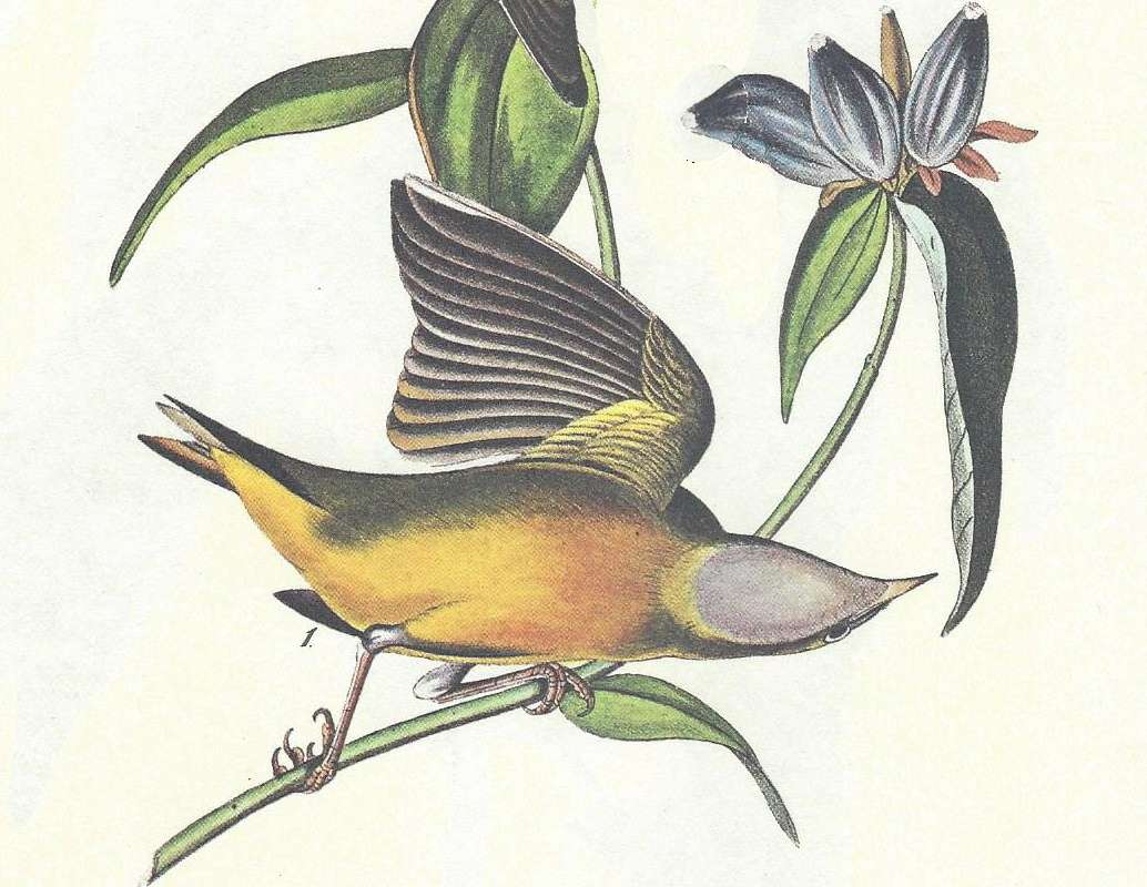 Male<br>(Origin of the Specimen: Audubon Painting)