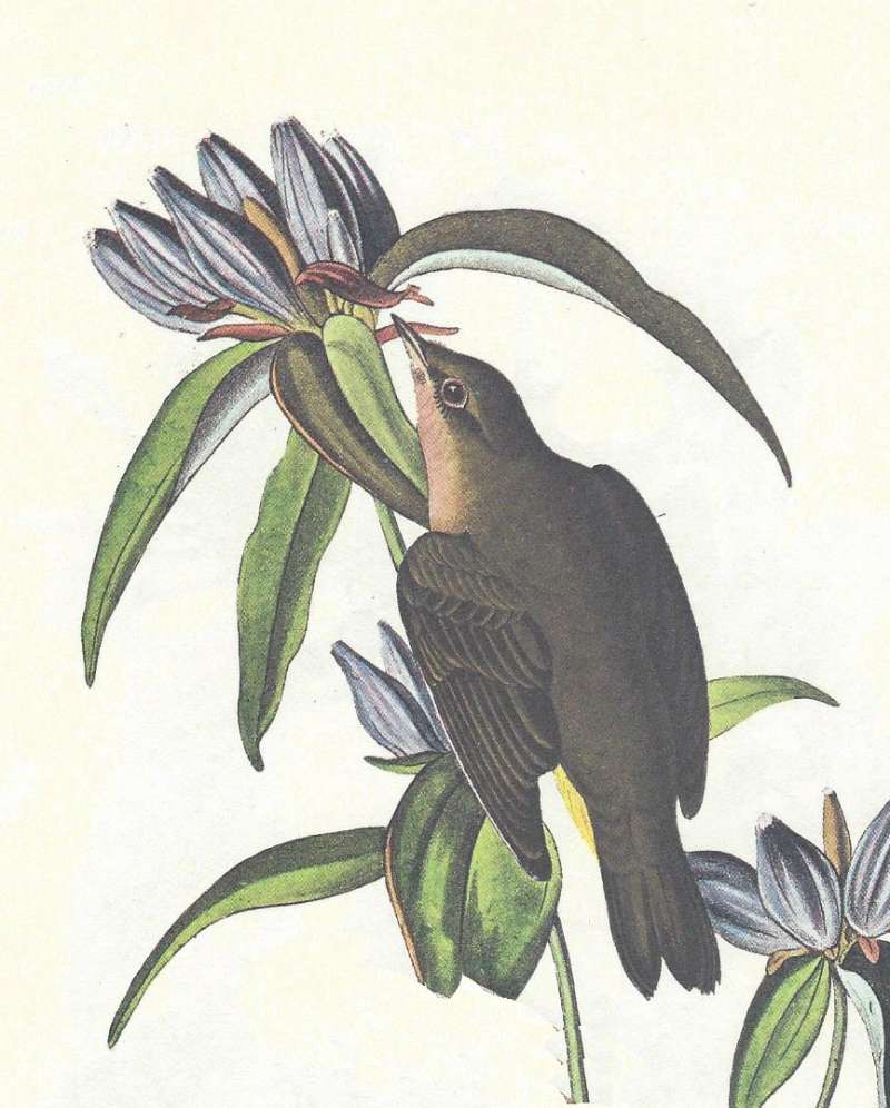 Female<br>(Origin of the Specimen: Audubon Painting)