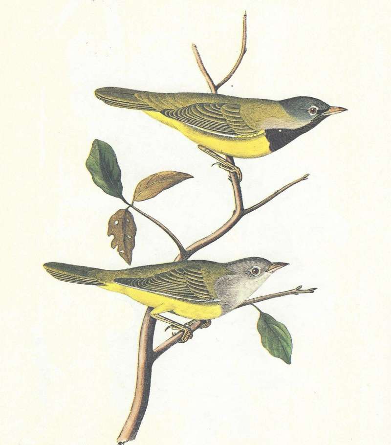 Pair - Male Above<br>(Origin of the Specimen: Audubon Painting)
