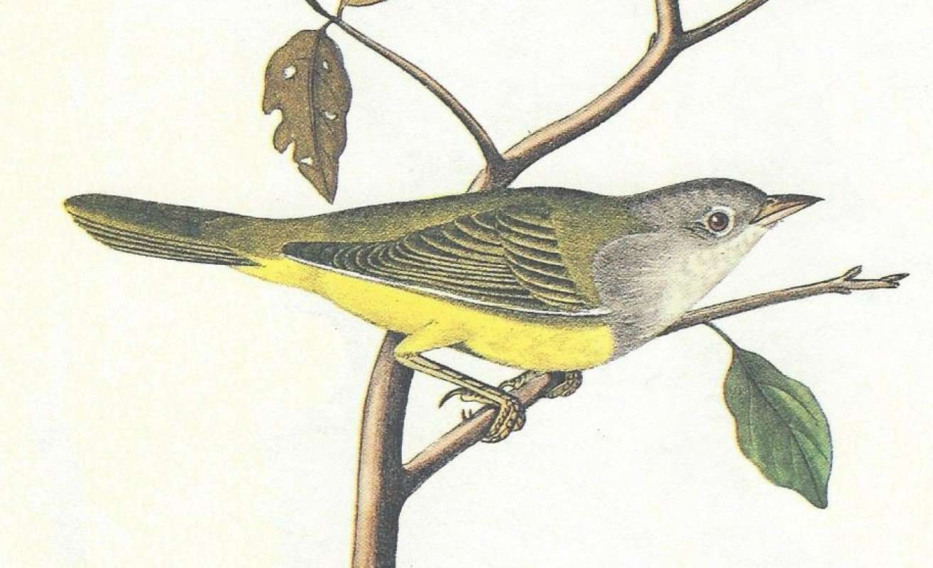 Female - Close View<br>(Origin of the Specimen: Audubon Painting)