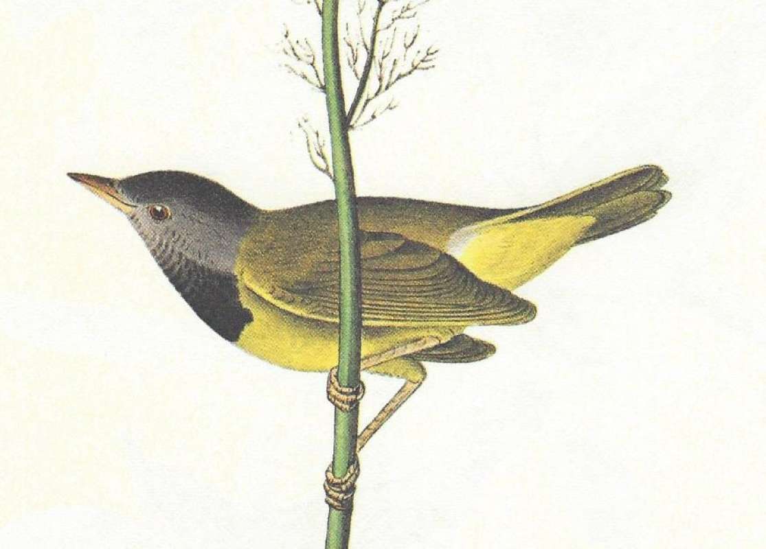 Male - Close View<br>(Origin of the Specimen: Audubon Painting)
