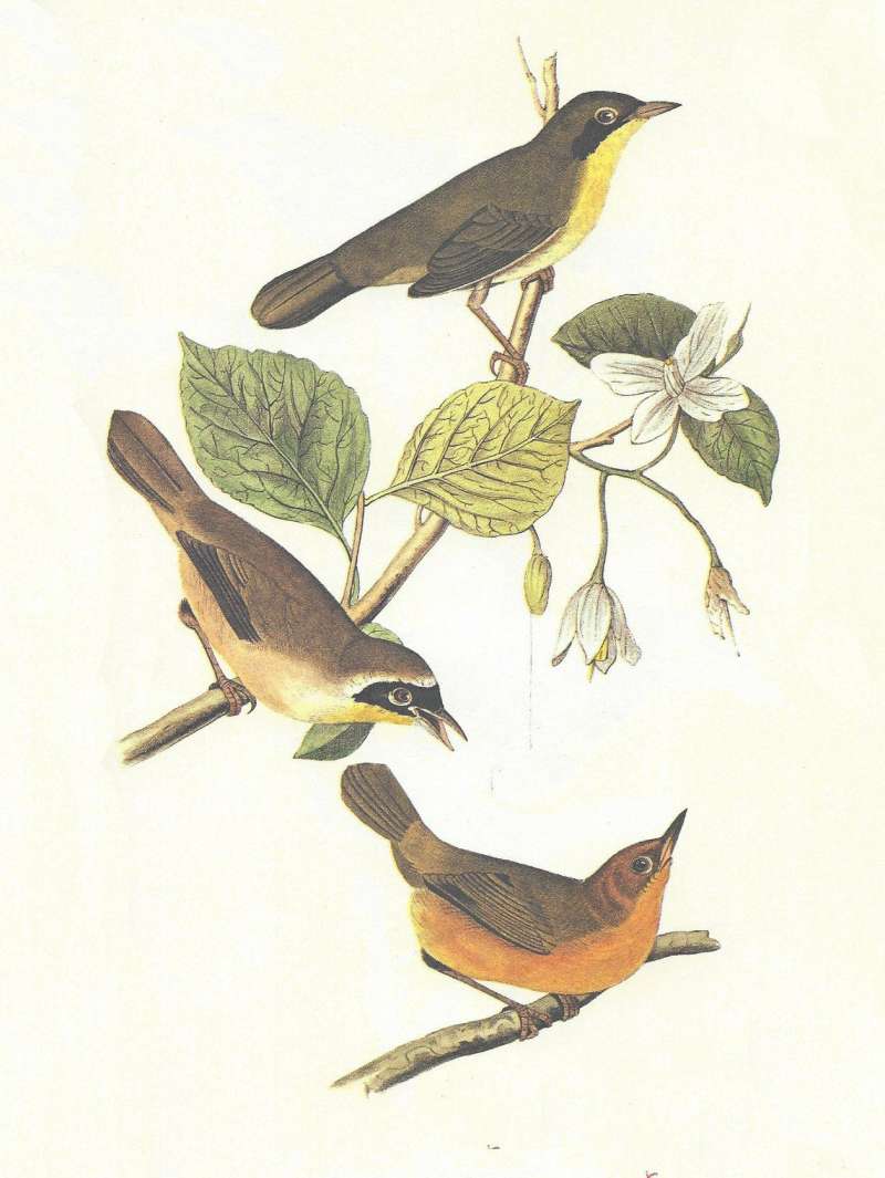 Male Top, Young Male, Female Below<br>(Origin of the Specimen: Audubon - Painting)