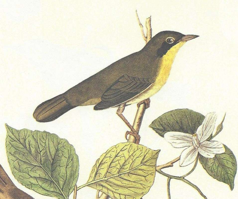 Male - Close View<br>(Origin of the Specimen: Audubon - Painting)