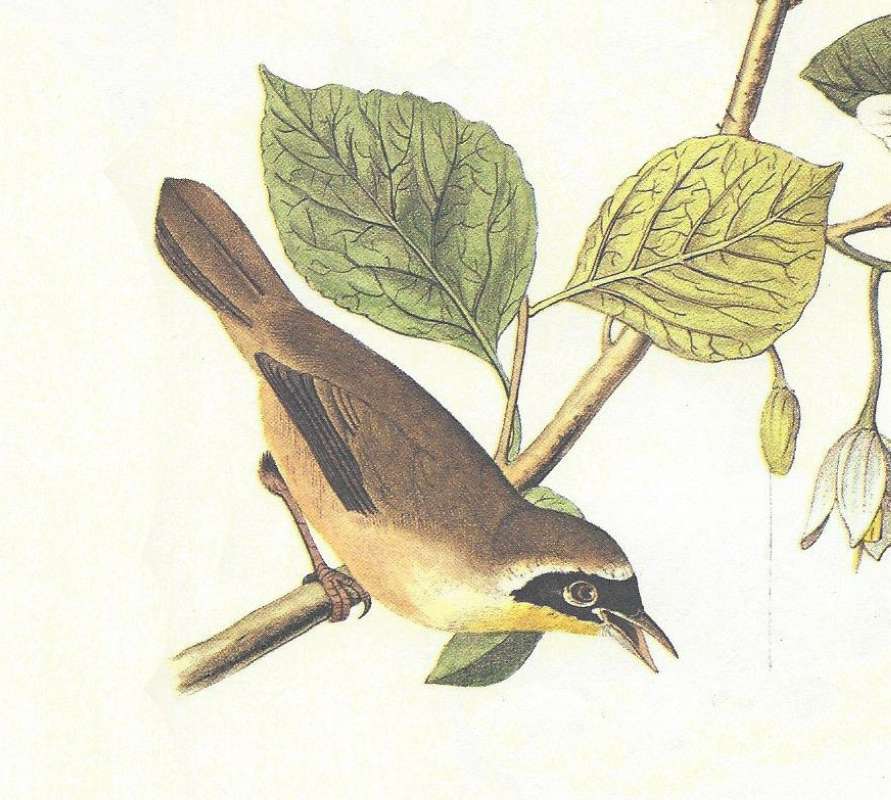 Young Male - Close View<br>(Origin of the Specimen: Audubon - Painting)