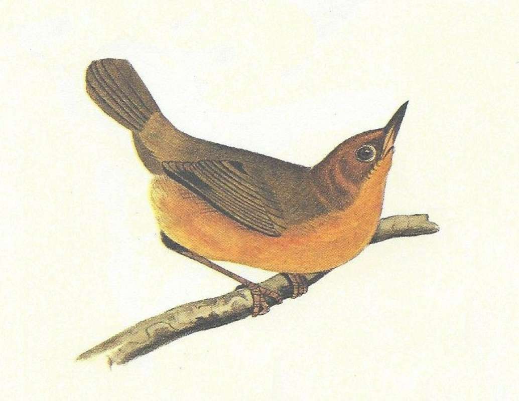 Female - Close View<br>(Origin of the Specimen: Audubon - Painting)