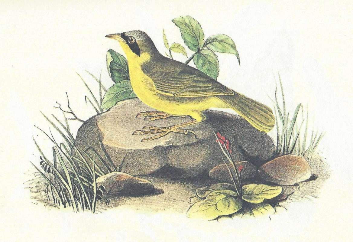 Male on Rock<br>(Origin of the Specimen: Audubon Painting)